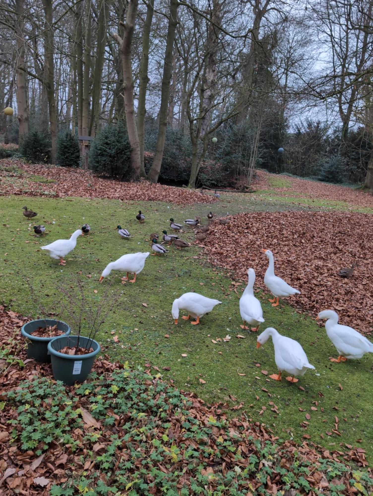 Eremyten Hof Evergem Exteriér fotografie